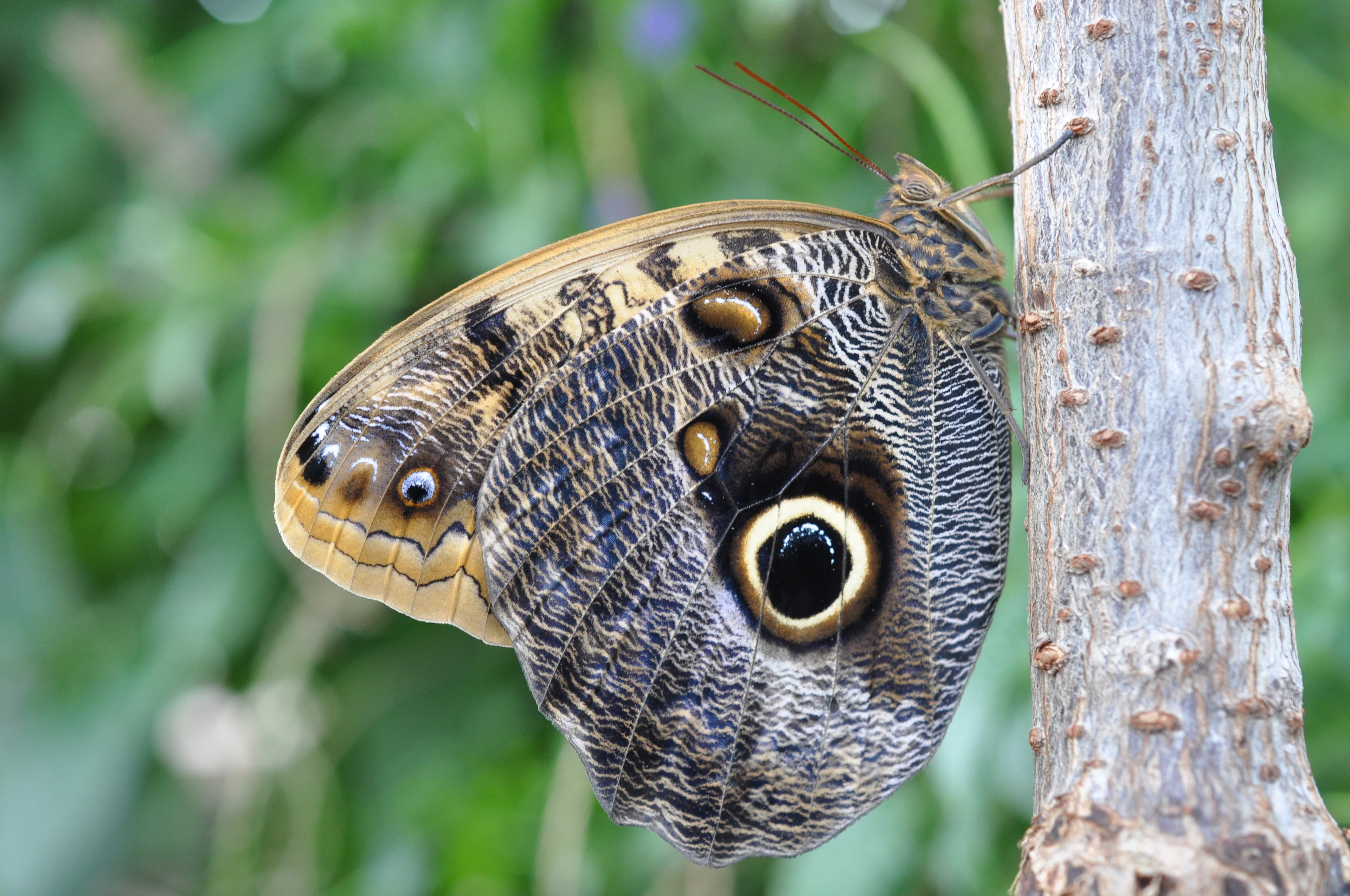 Giant Owl — Wings Closed