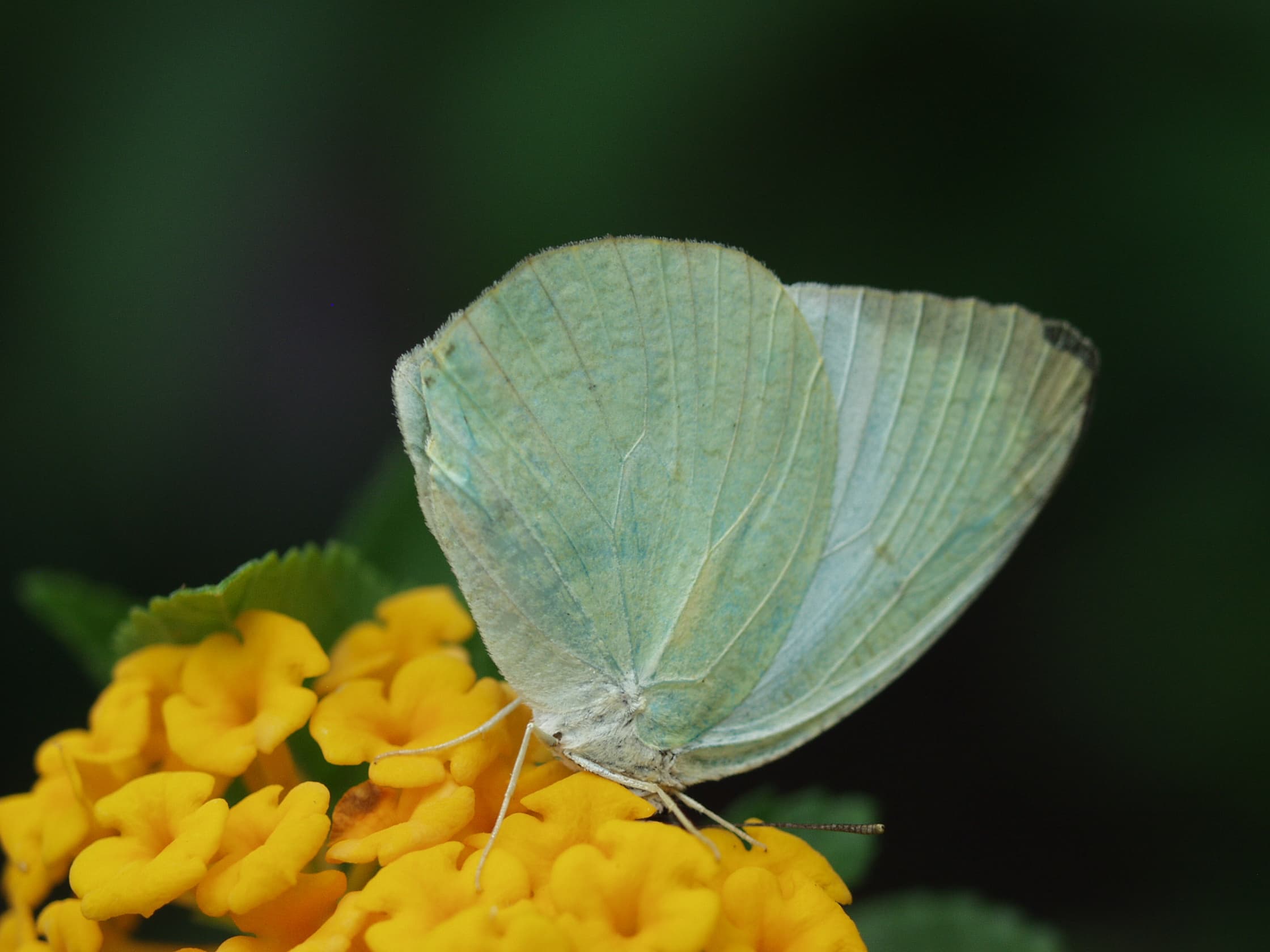 Mottled Emigrant — Wings Closed