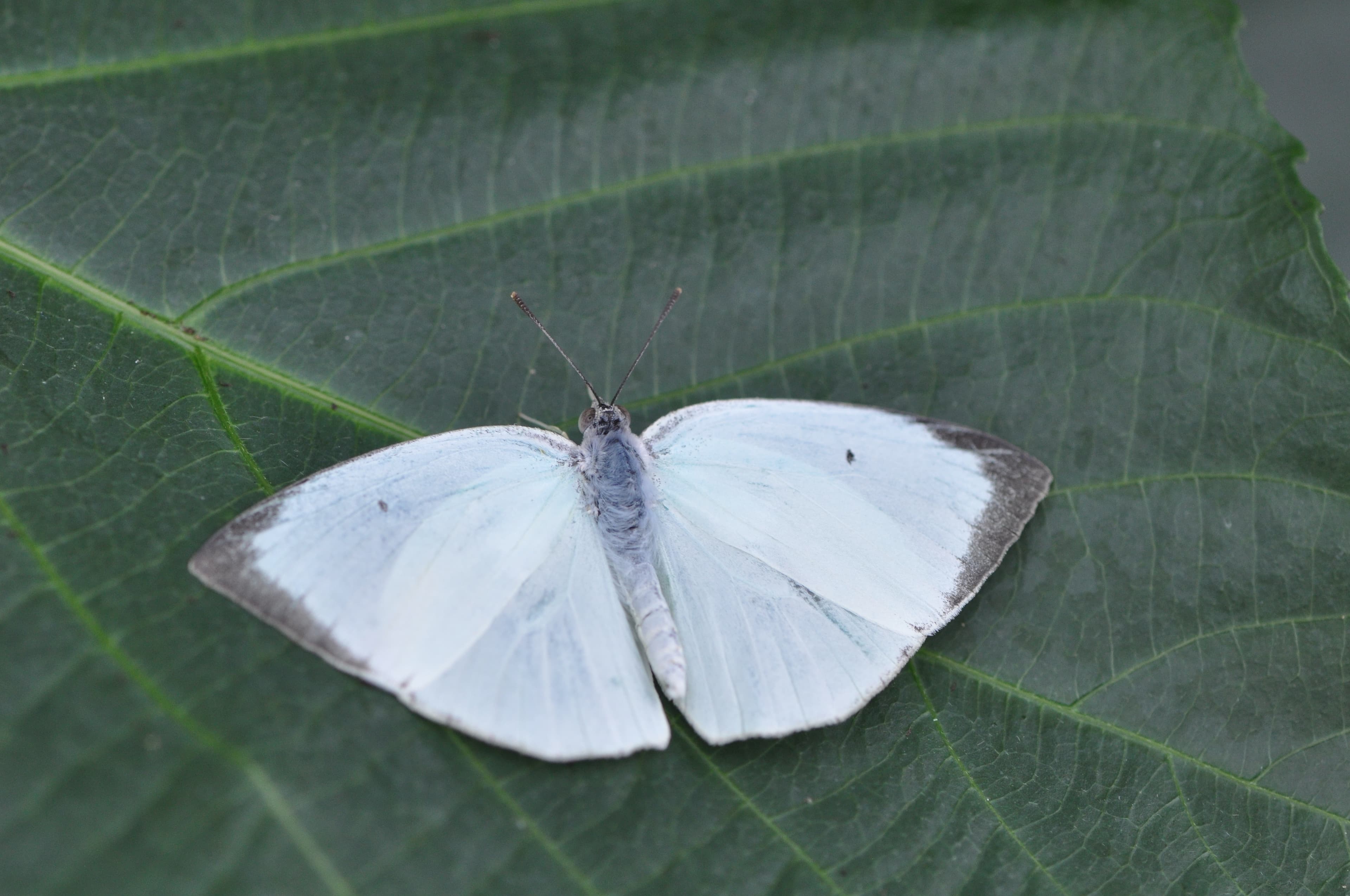 Mottled Emigrant (Catopsilia pyranthe)