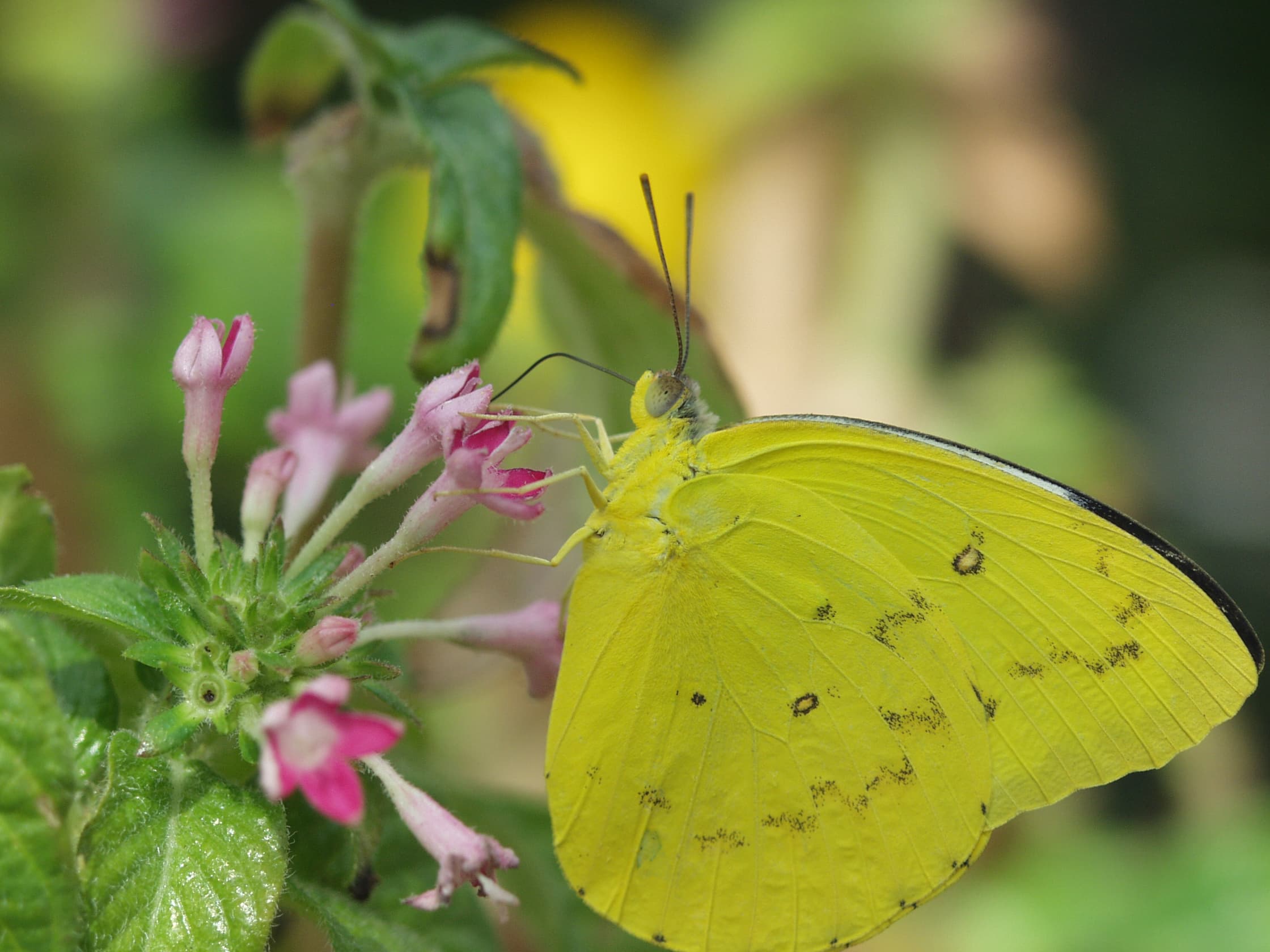 Orange Emigrant — Wings Closed