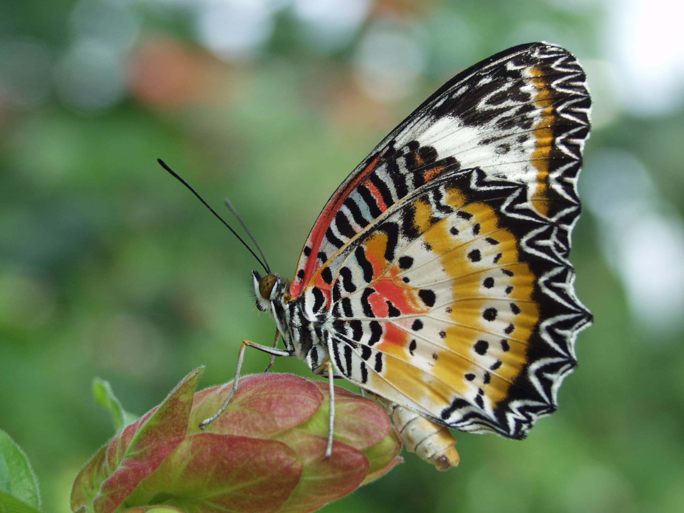 Leopard Lacewing — Wings Closed