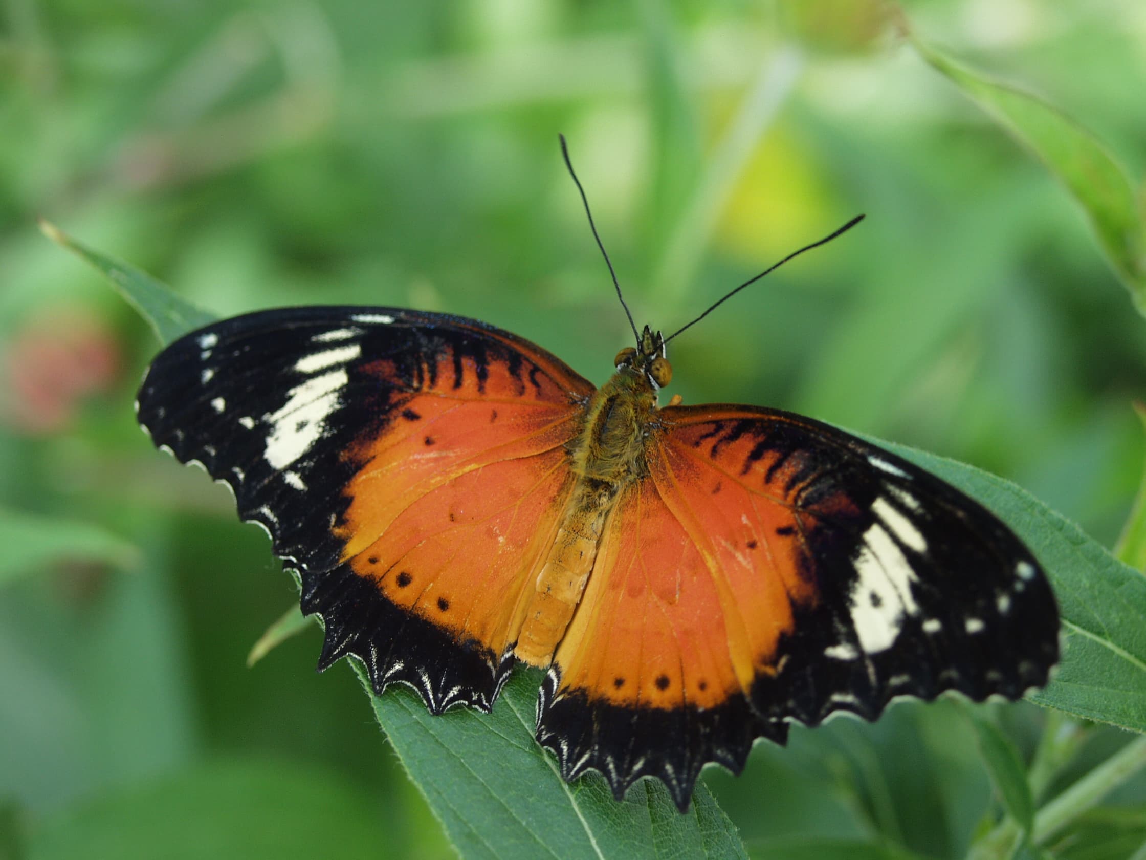 Leopard Lacewing (Cethosia cyane)