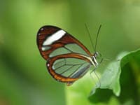 Glasswing — Wings Closed
