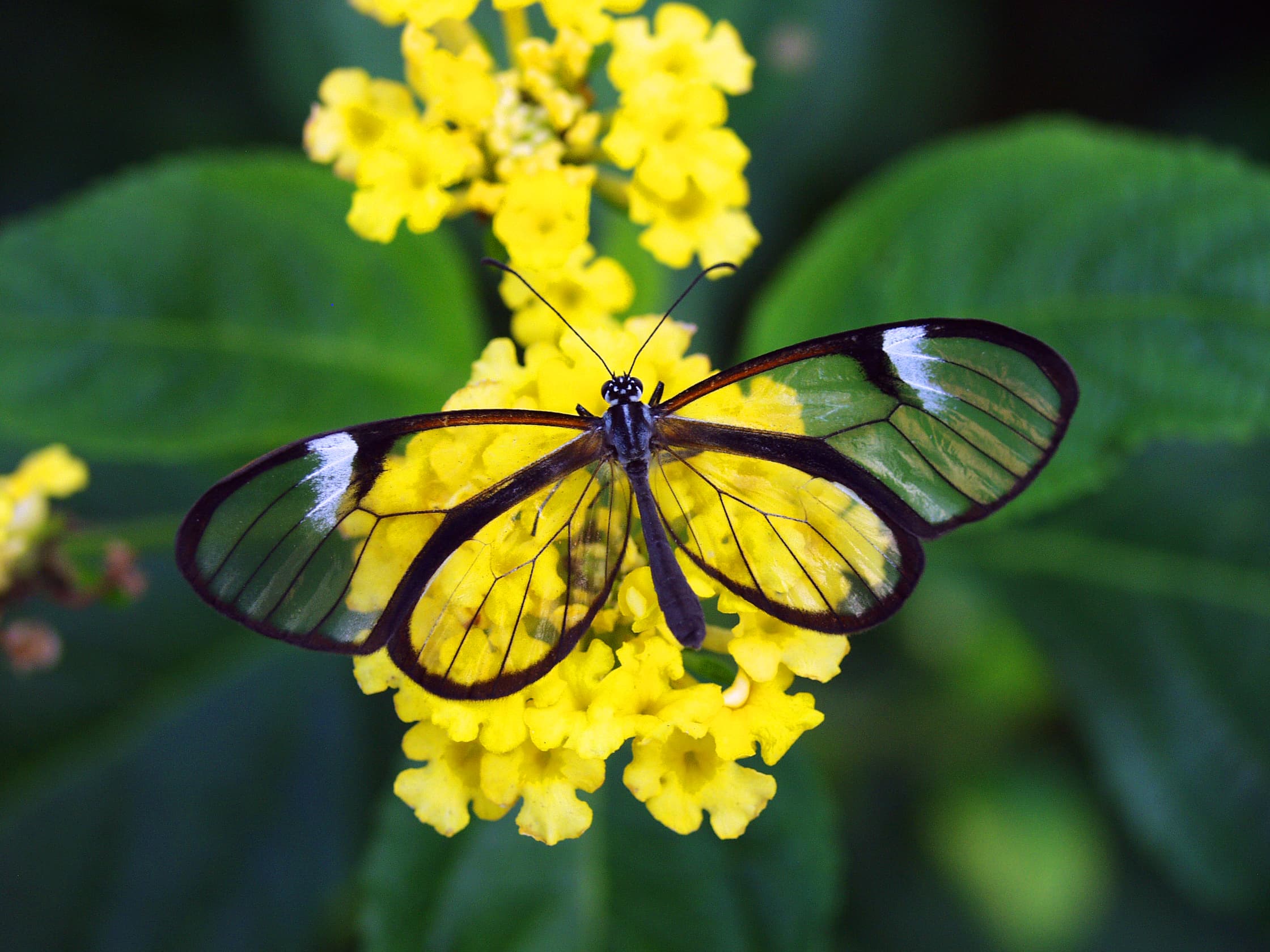 Glasswing (Greta oto)