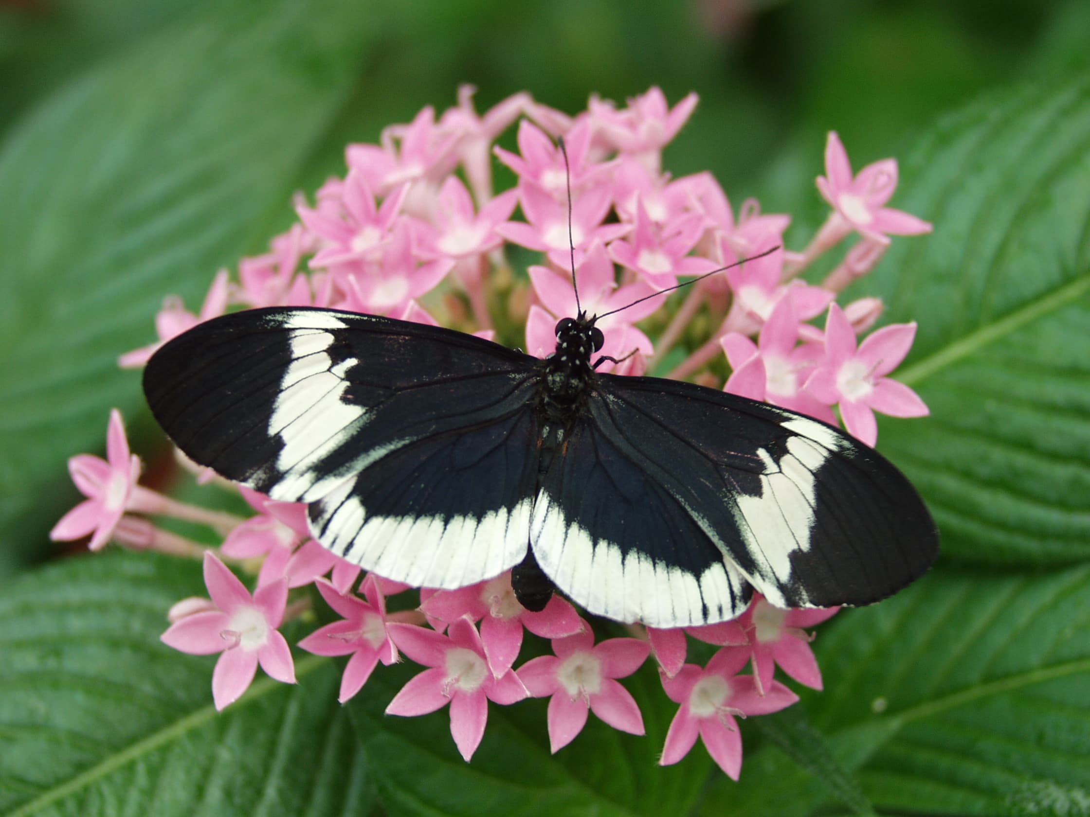 Cydno Longwing (Heliconius cydno)