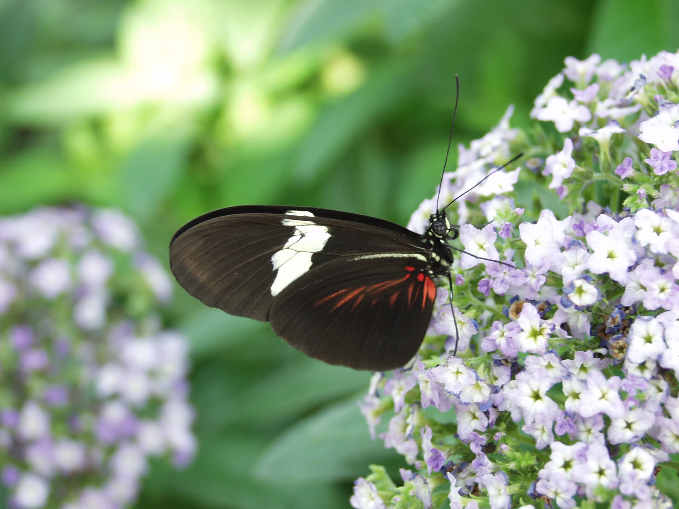 Crimson-Patch Longwing — Wings Closed