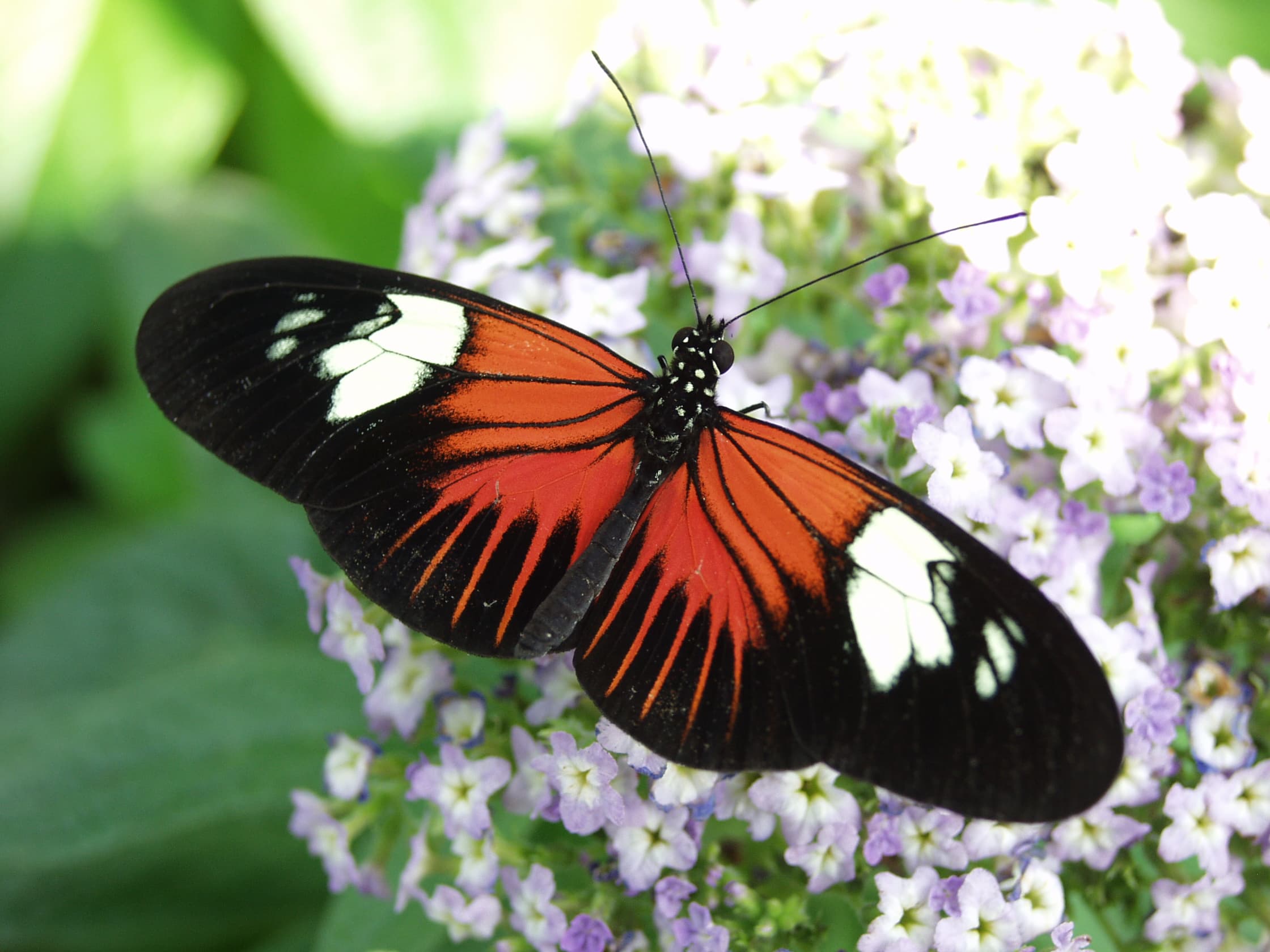 Crimson-Patch Longwing (Heliconius erato)