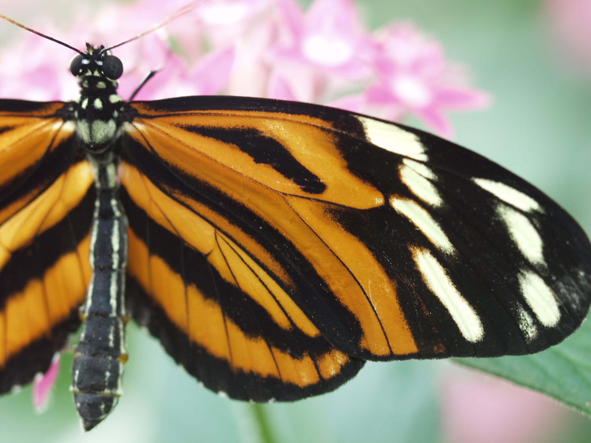 Tiger Longwing (Heliconius hecale)