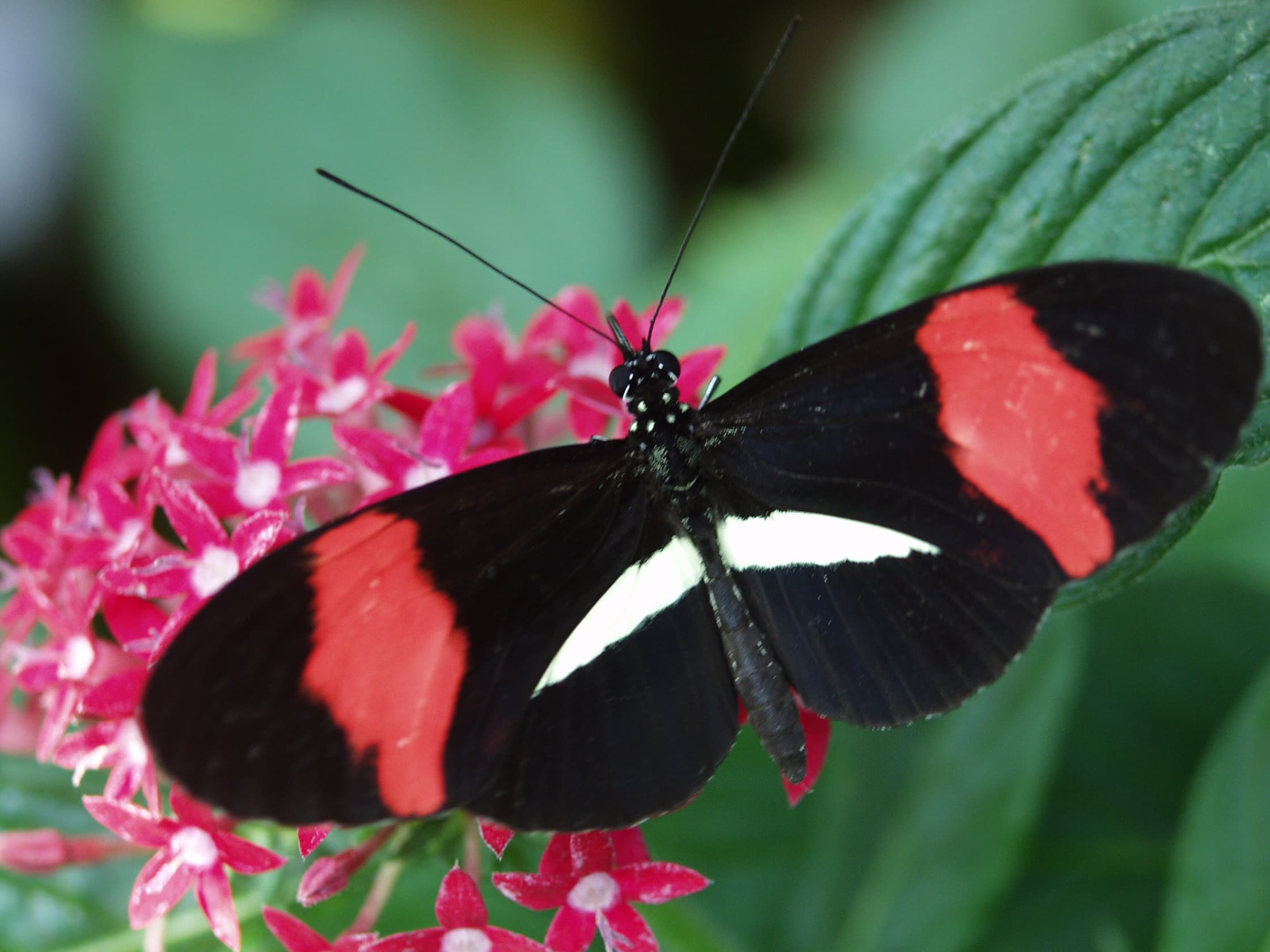 Postman (Heliconius melepomene)