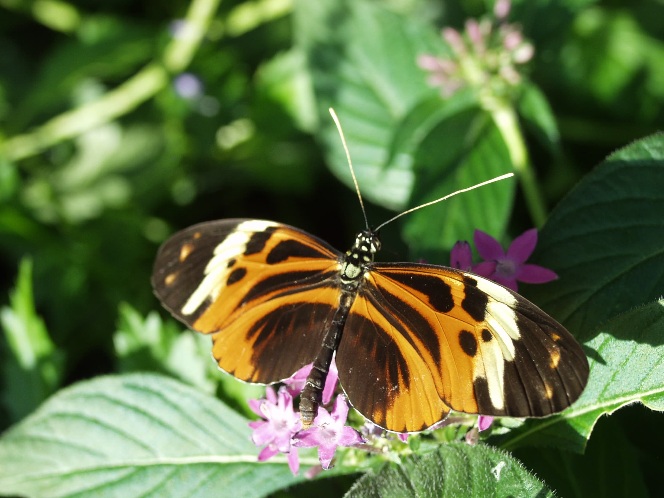 Numata Longwing (Heliconius numata)