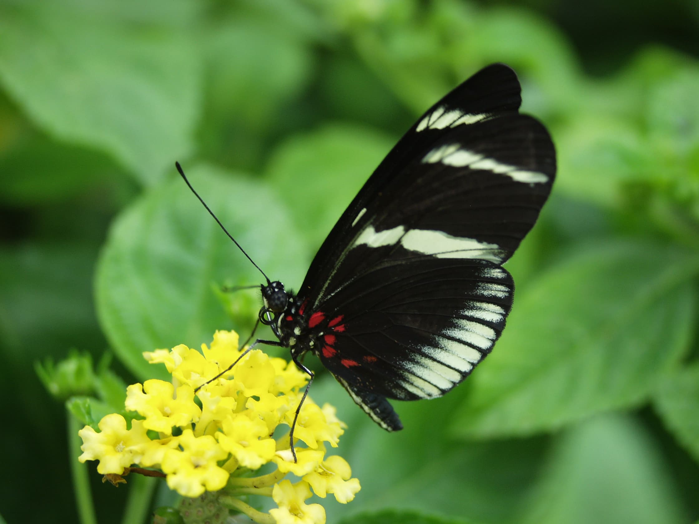 Sara Longwing — Wings Closed