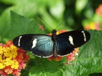 Sara Longwing (Heliconius sara)