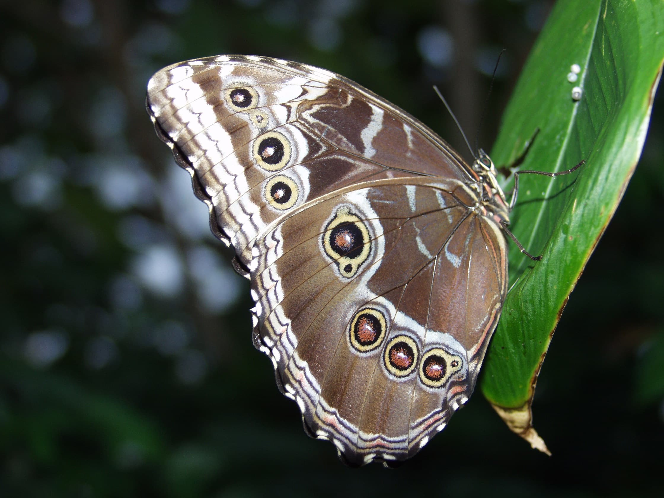 Common Blue Morpho — Wings Closed
