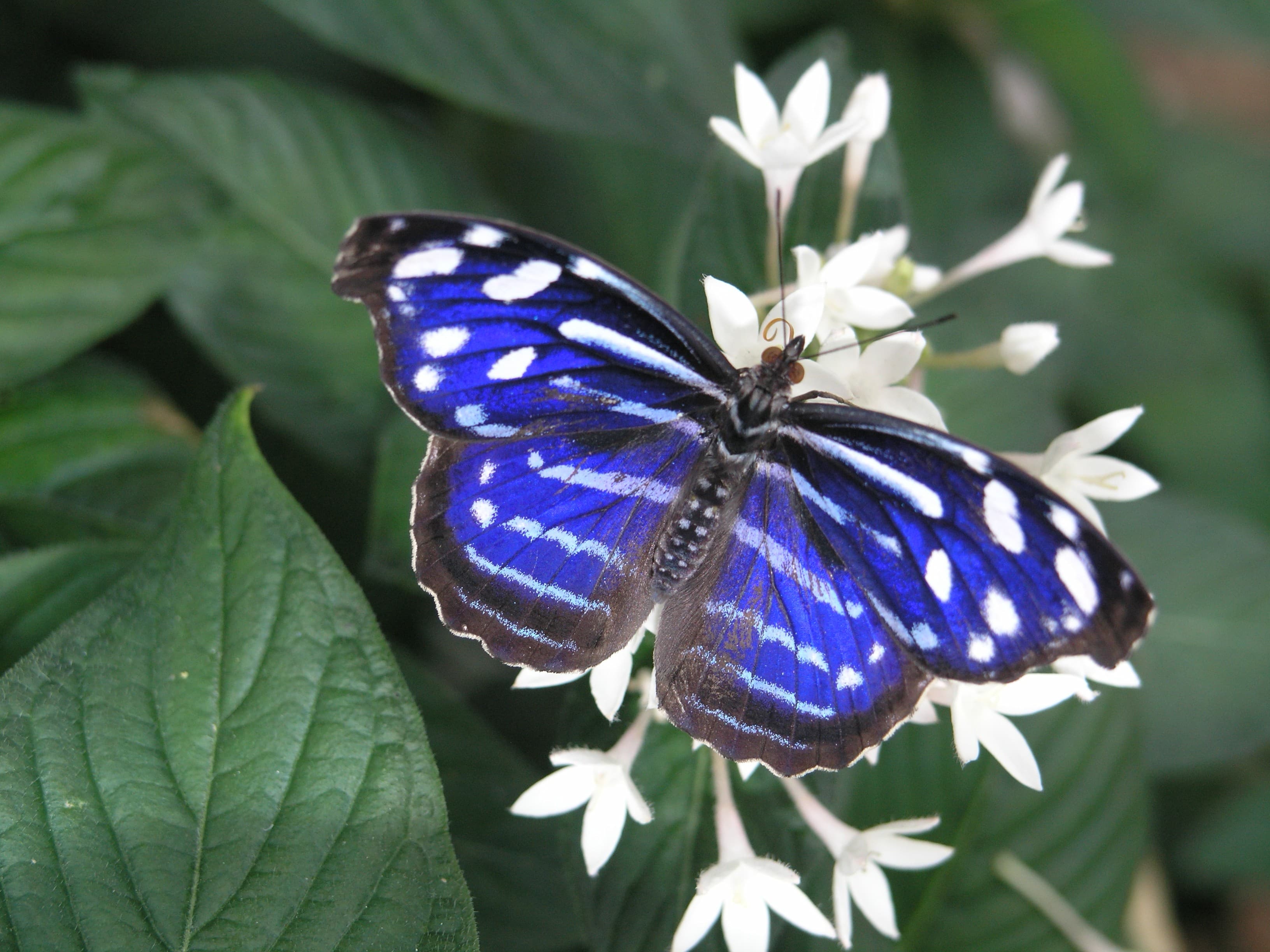 Blue Wave (Myscelia cyaniris)