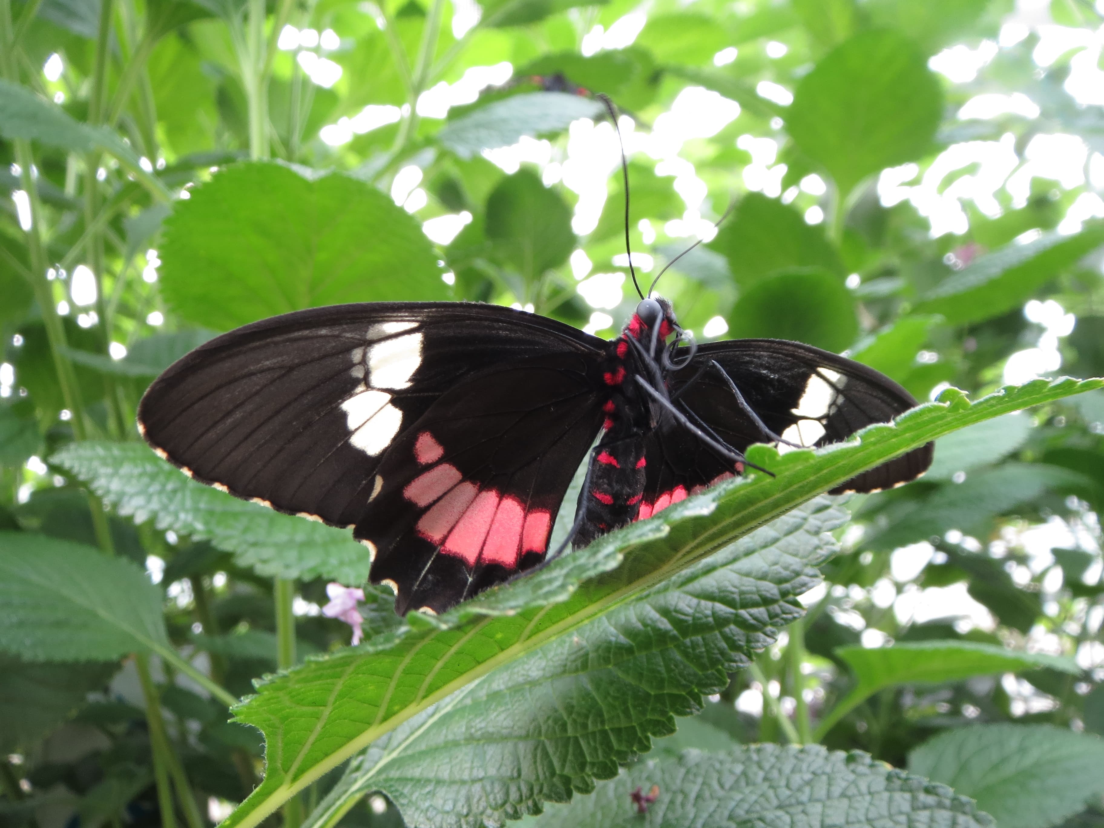 Common Parides — Wings Closed