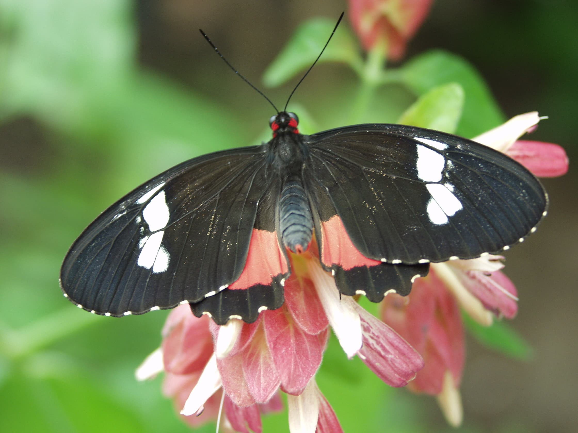 Common Parides — Photo 3