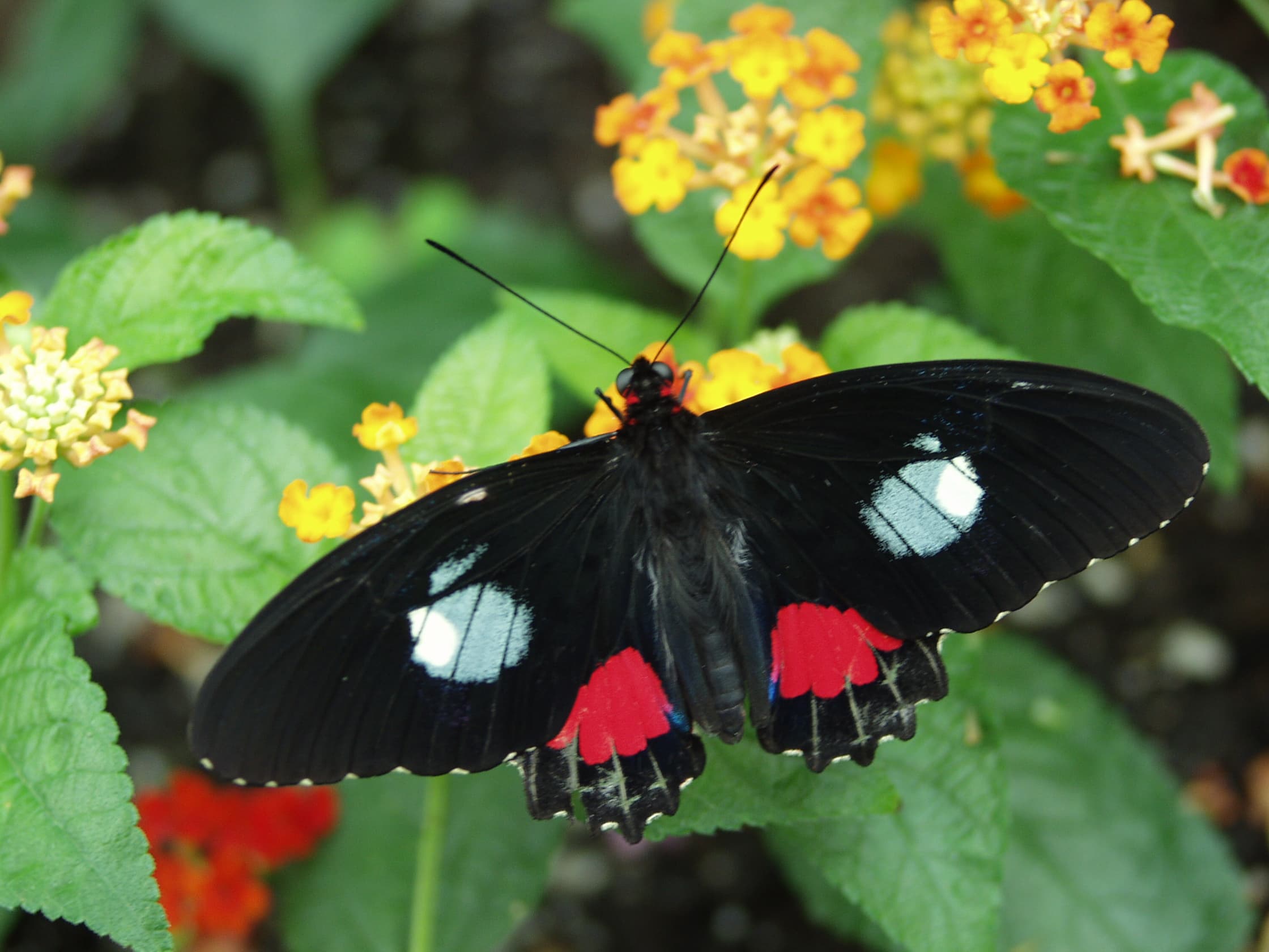 Common Parides (Parides iphidamas)