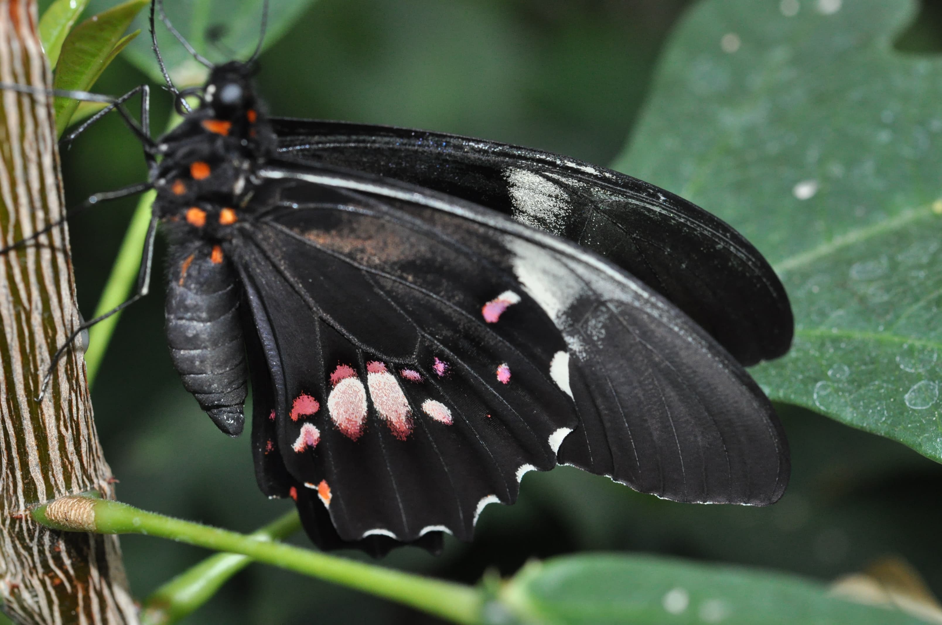 Ruby-spotted Swallowtail — Wings Closed