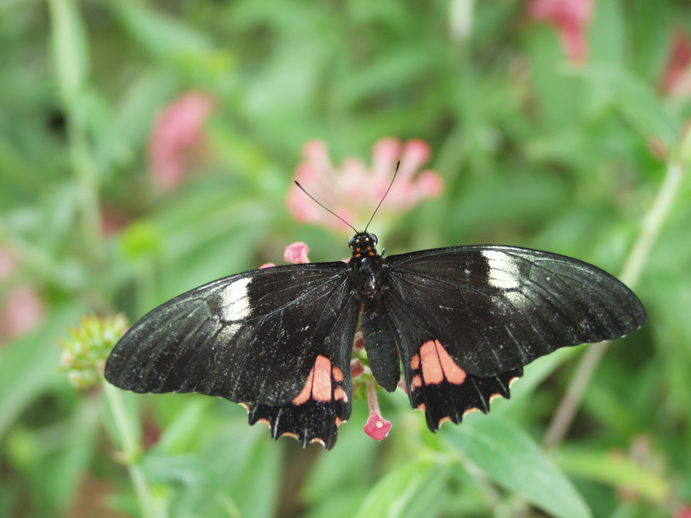 Ruby-spotted Swallowtail (Papilio anchisiades)