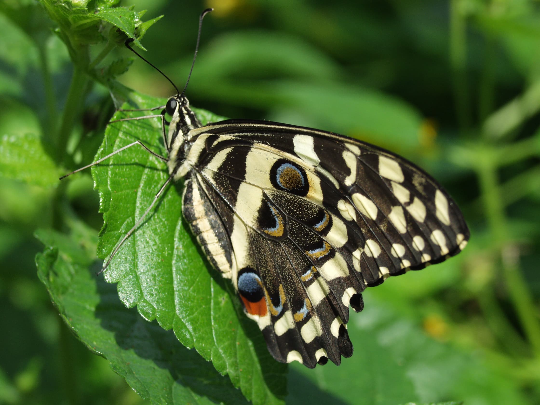 Citrus Butterfly — Wings Closed