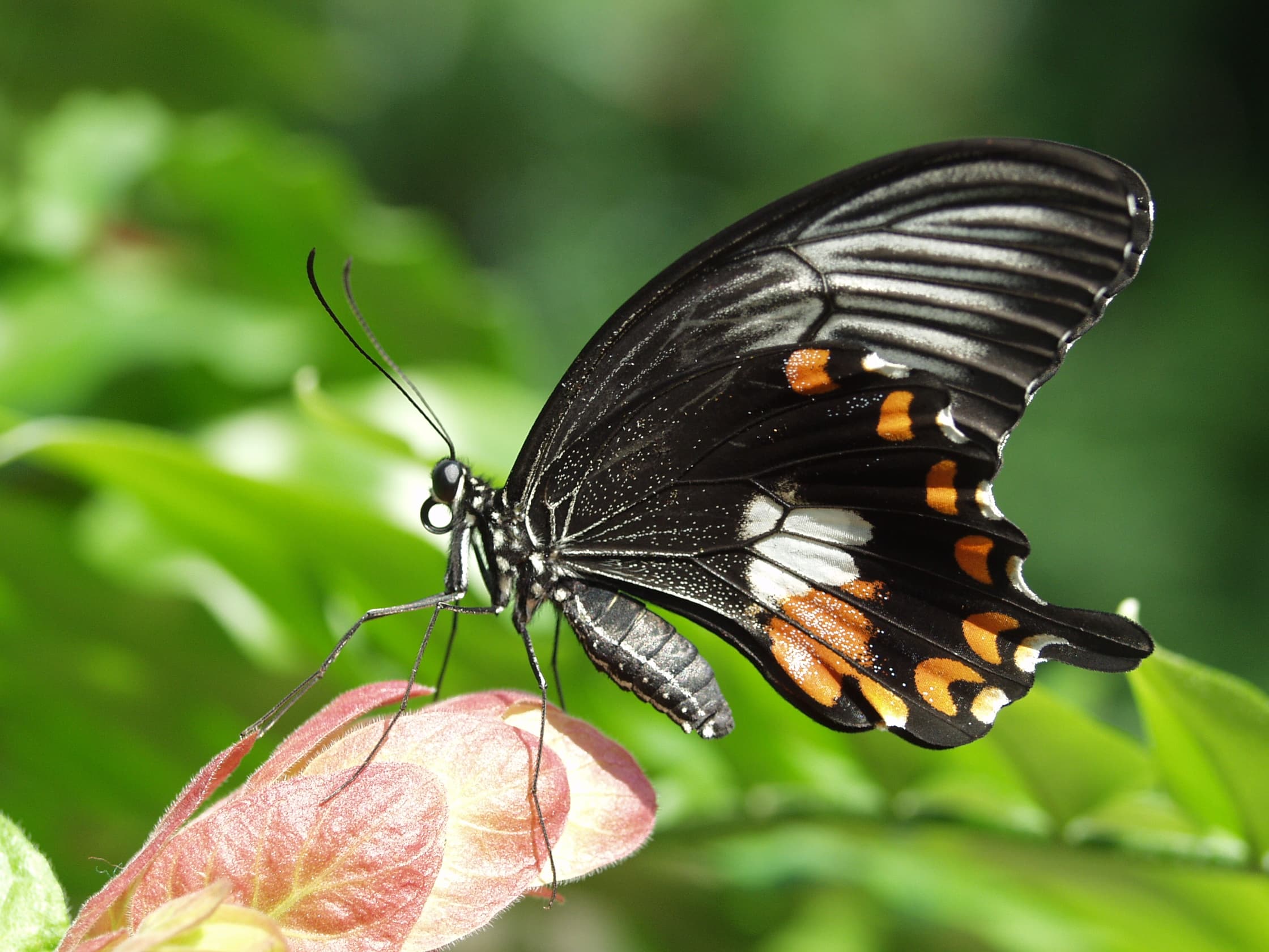 Common Mormon — Wings Closed