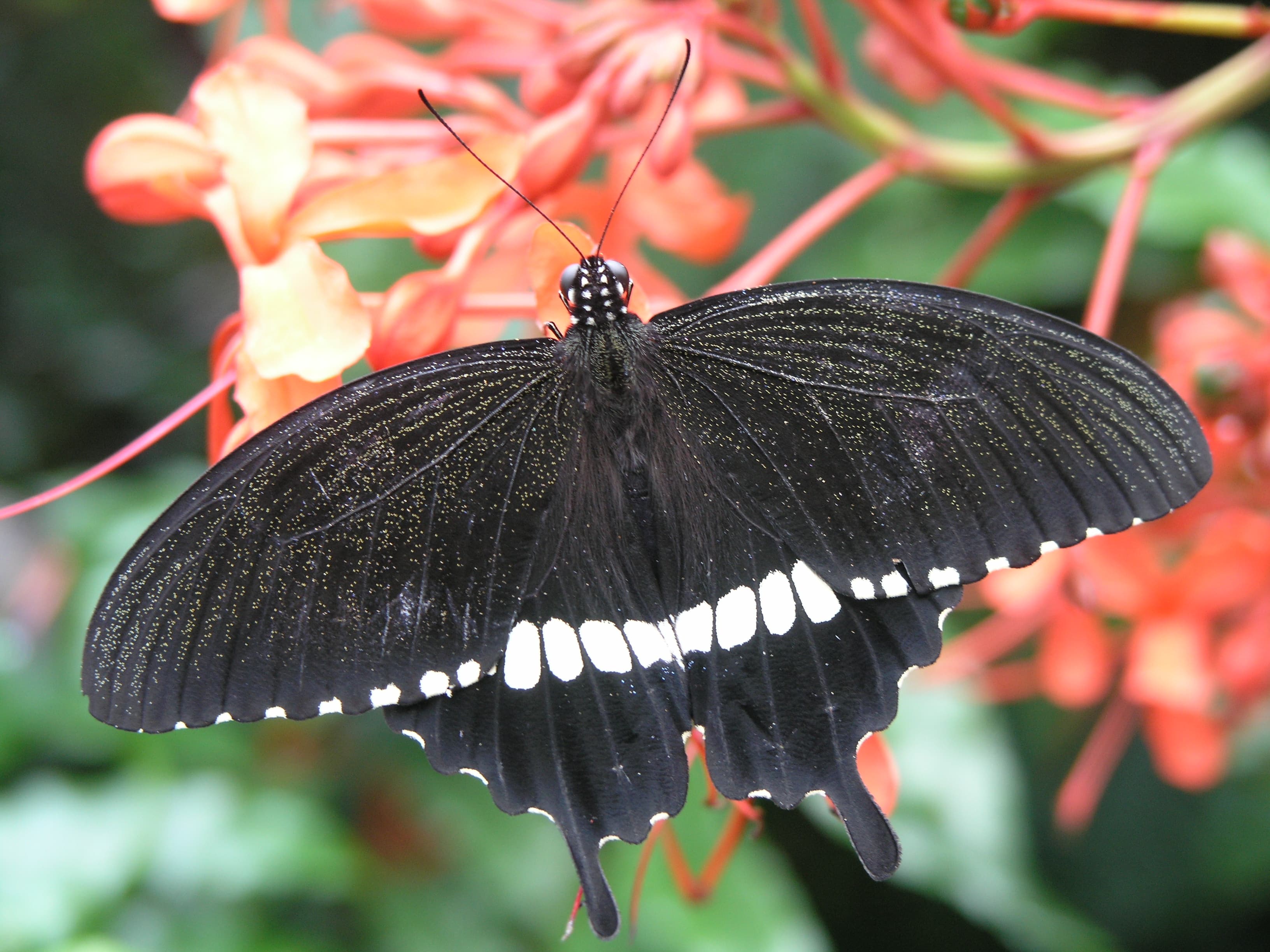 Common Mormon — Photo 3