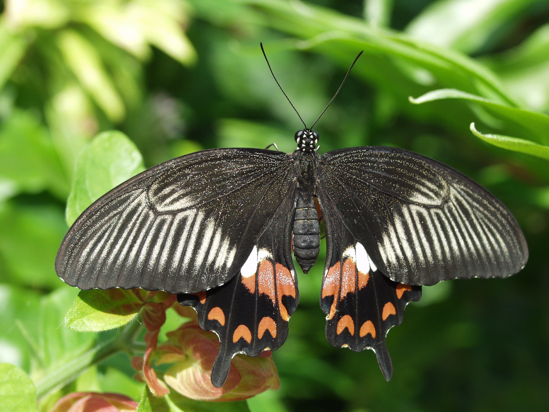 Common Mormon (Papilio polytes)
