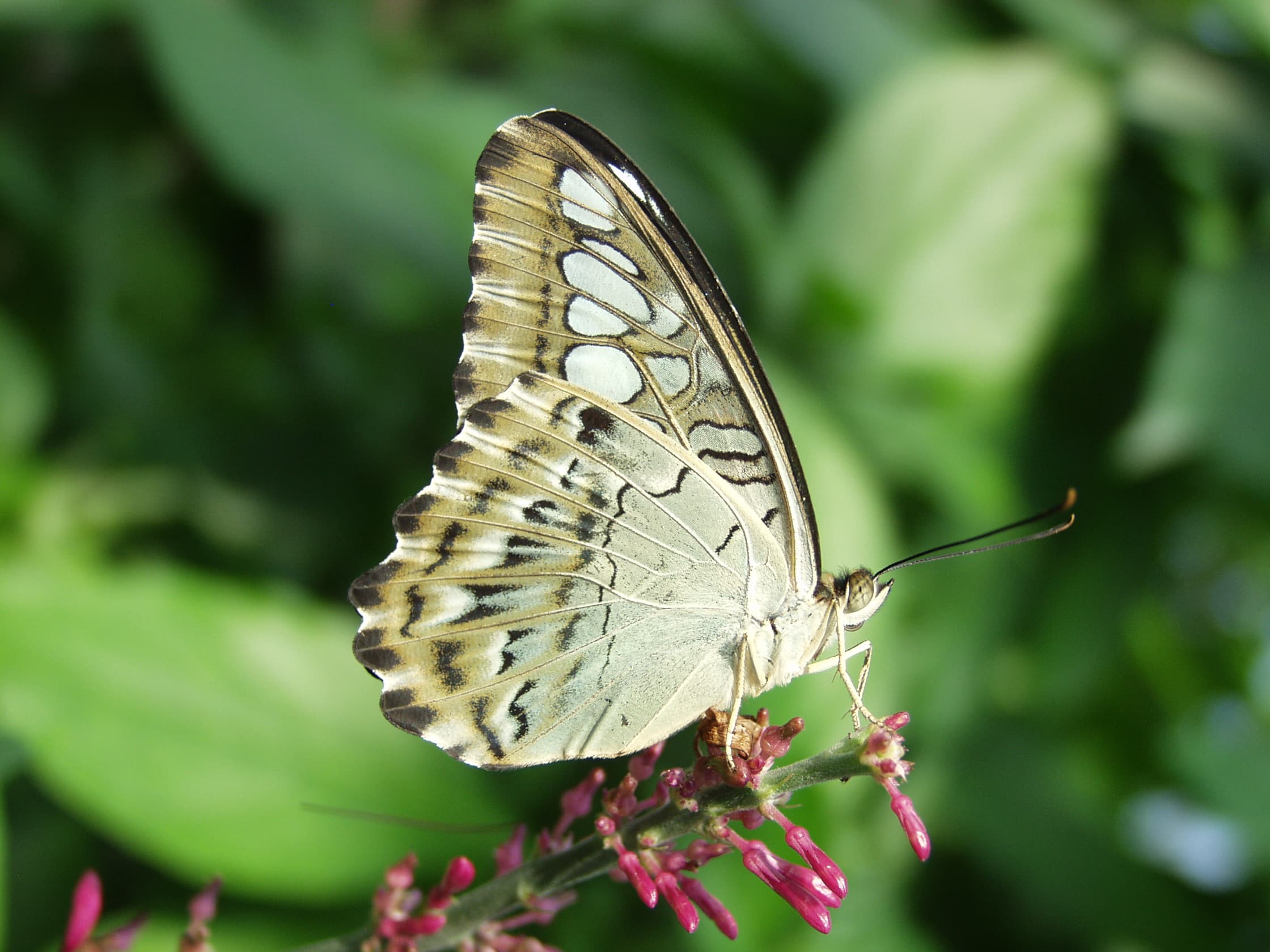 Clipper — Wings Closed