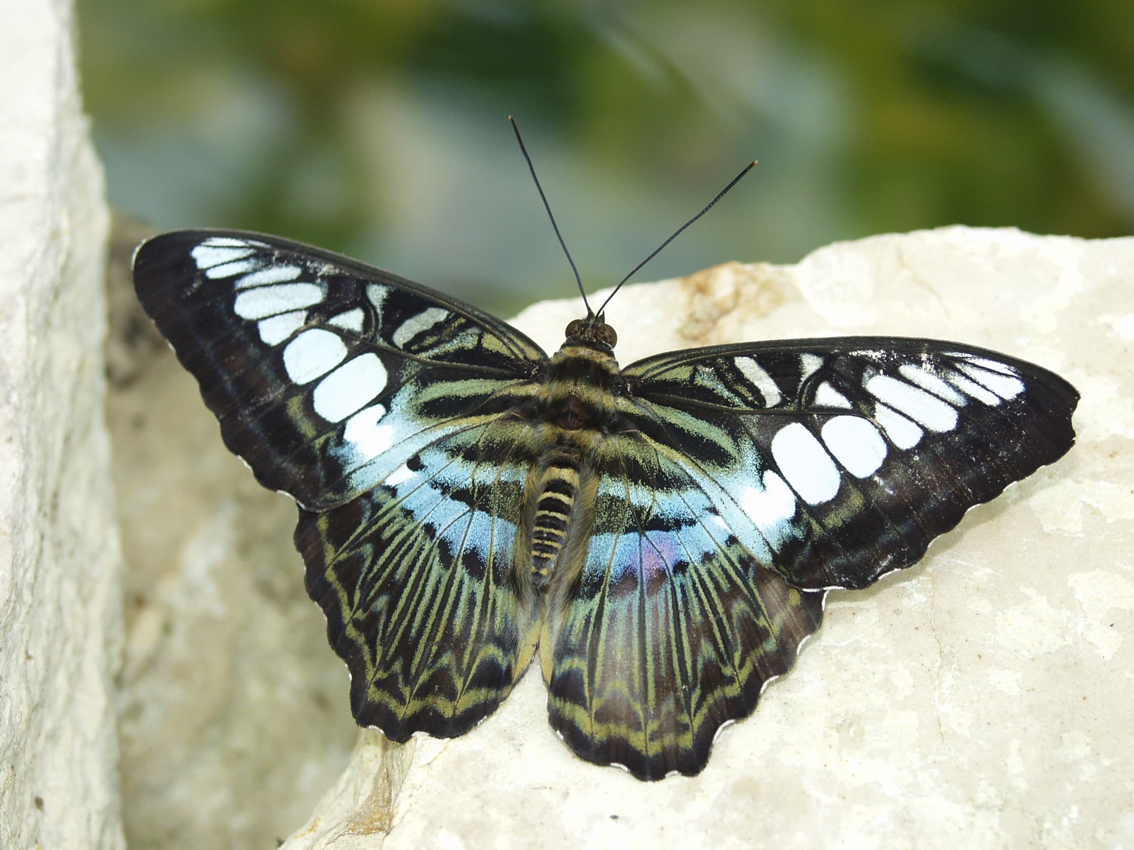 Clipper (Parthenos sylvia)