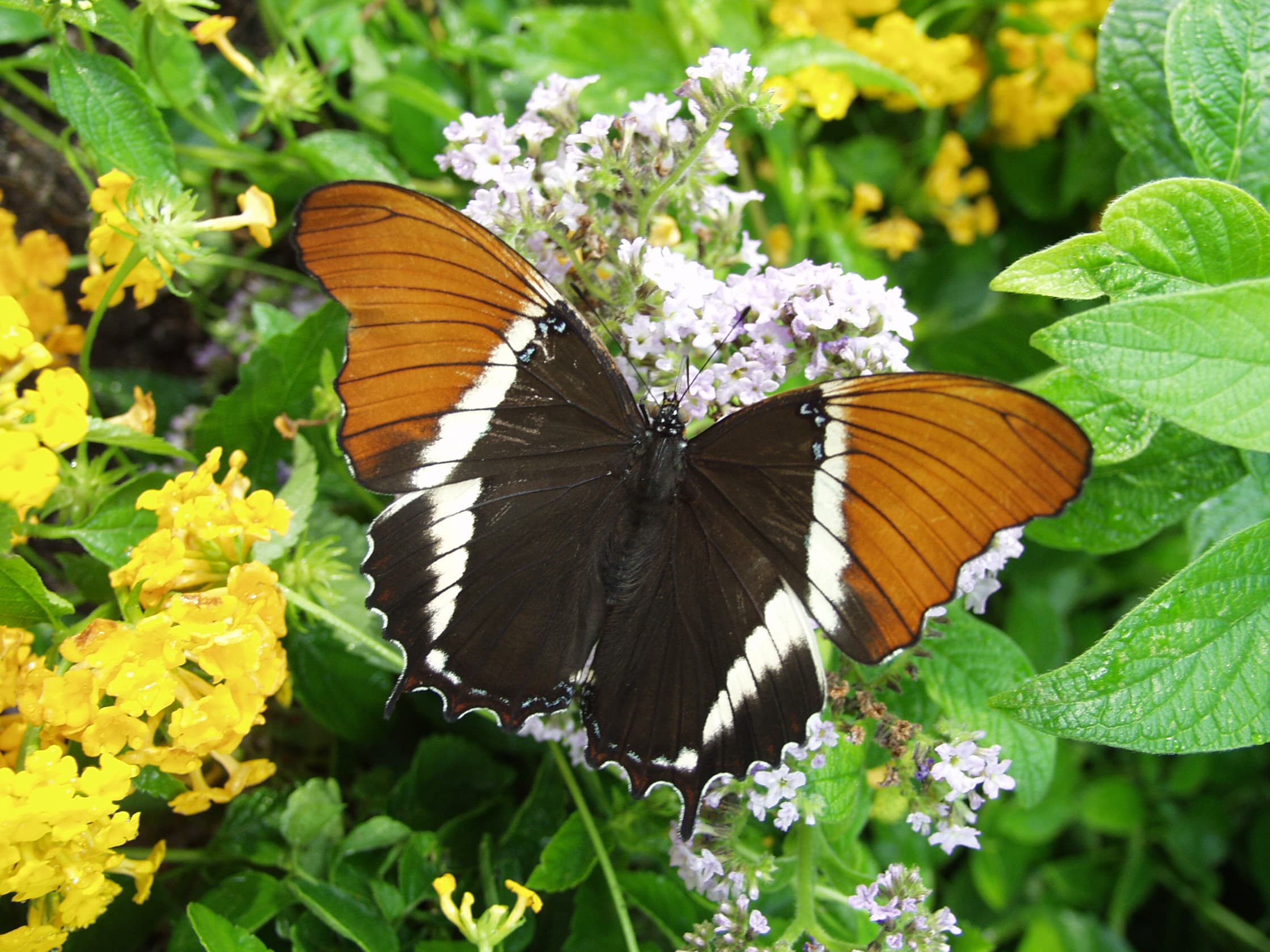 Rusty-tipped Page (Siproeta epaphus)