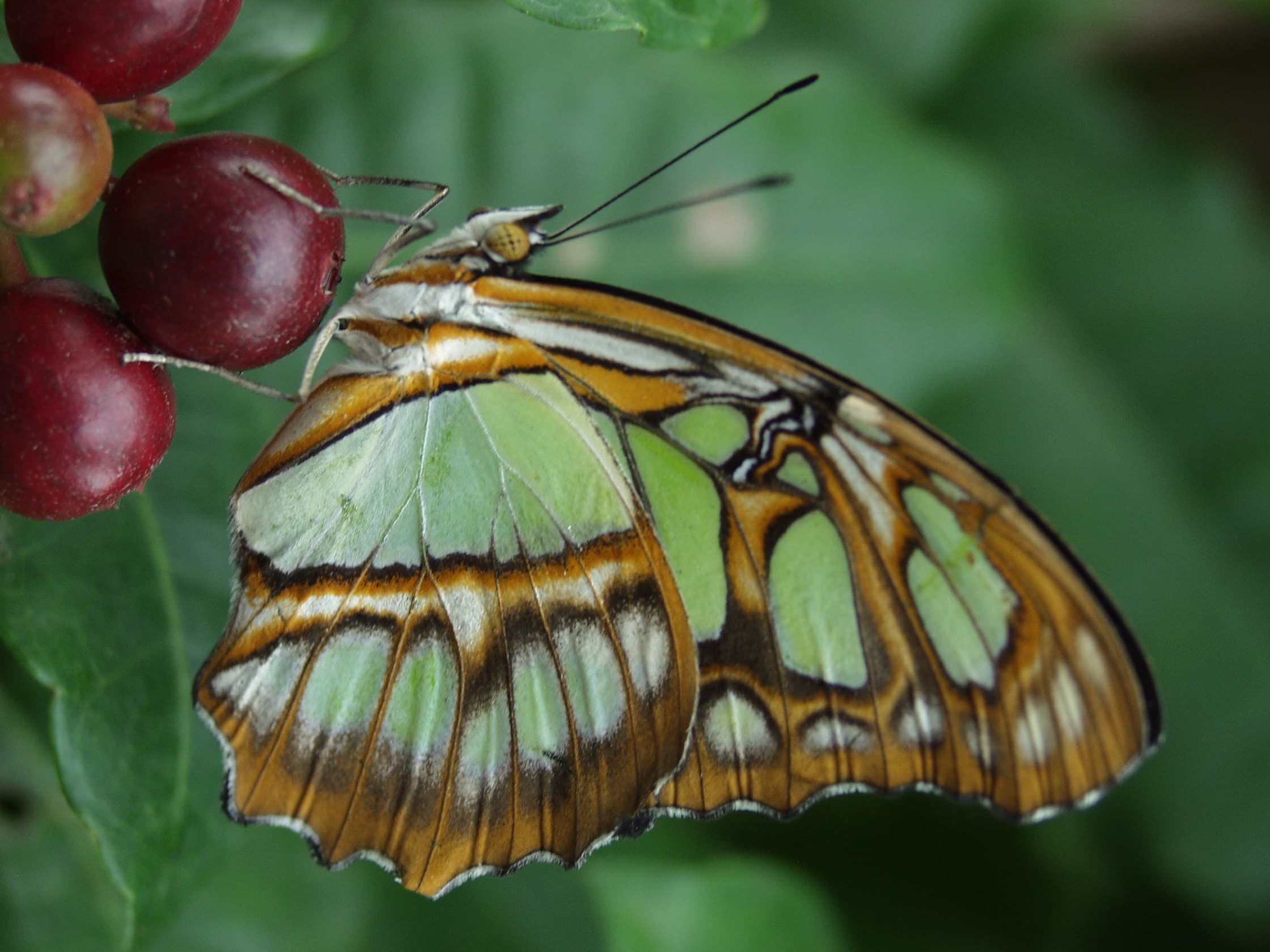 Malachite — Wings Closed