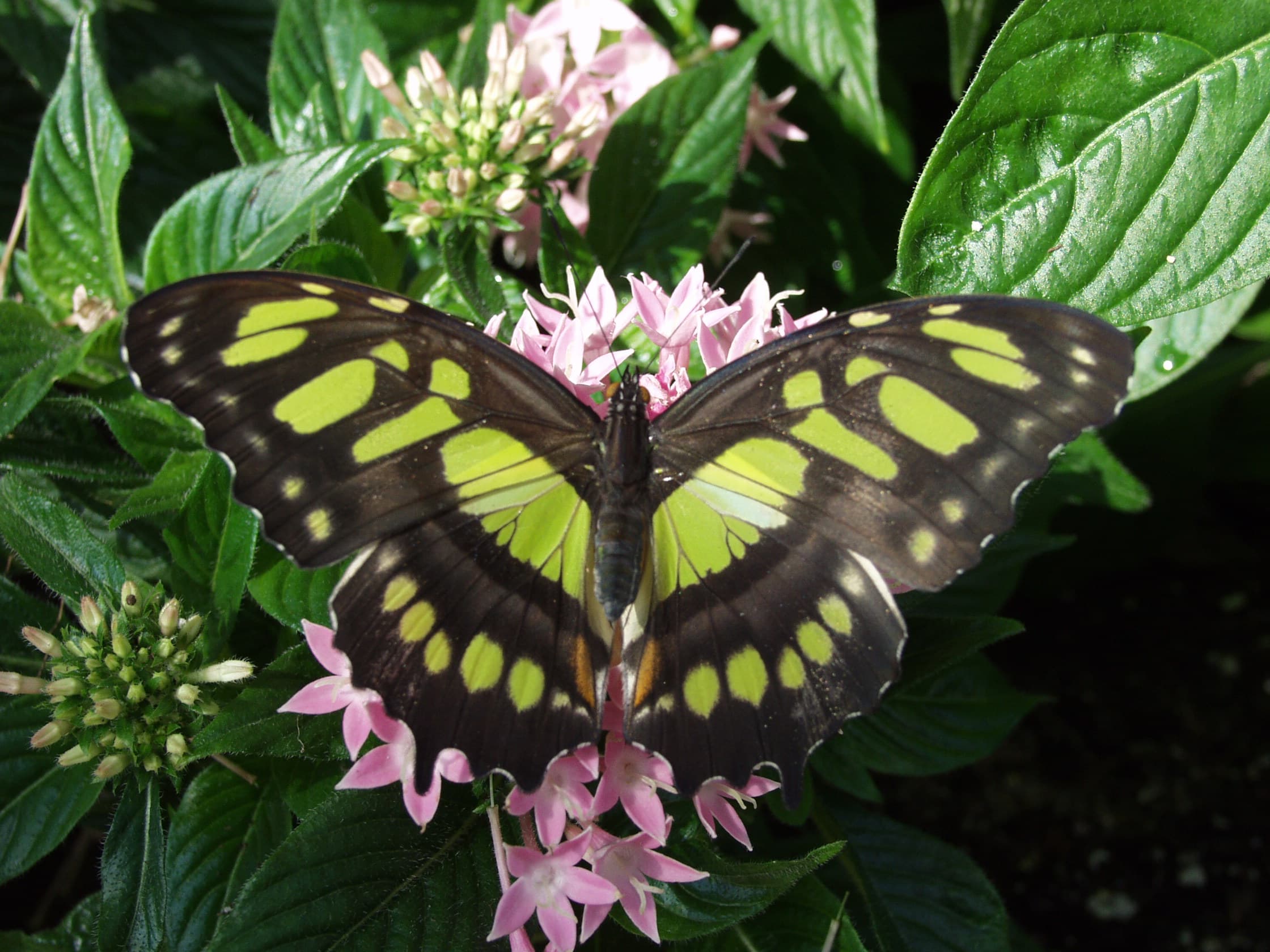 Malachite (Siproeta stelenes)