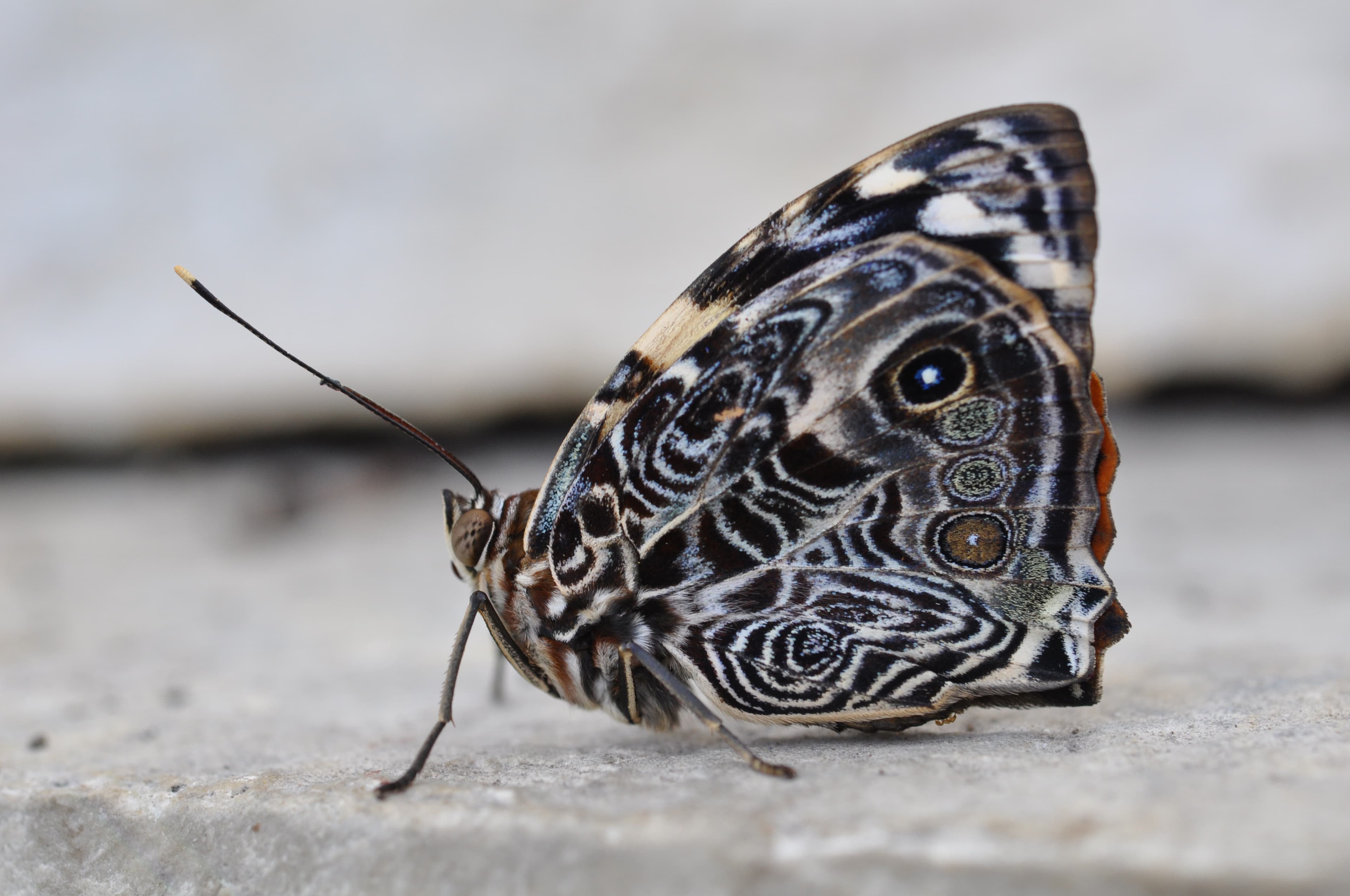 Blomfild's Beauty — Wings Closed