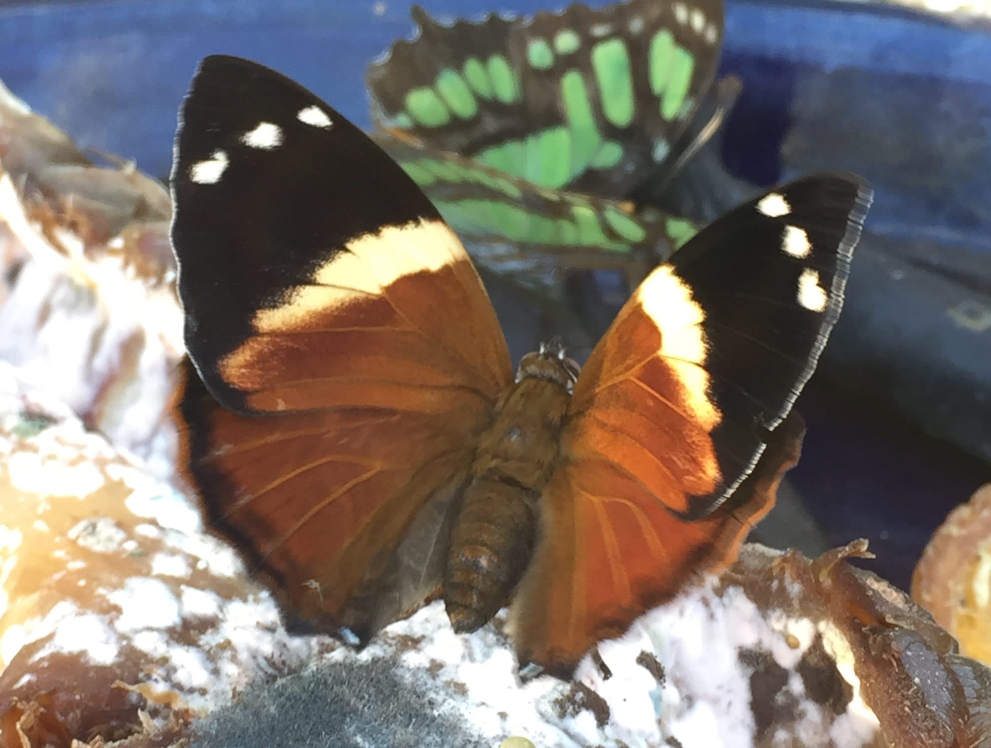 Blomfild's Beauty (Smyrna blomfildia)