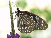 Dark Blue Tiger — Wings Closed